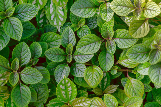 Close up of small textured green leaves on dense foliage bed. Plectranthus purpuratus, cliff spurflower