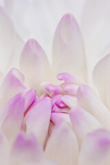 Fototapeta premium Macro photo of soft white pink petals in soft focus. Light organic texture background for wellness and beauty visuals. Top view beautiful flower dahlia as natural organic nature geometric pattern.