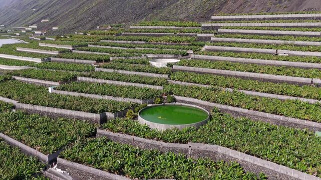 Aerial View Banana Plantations on Volcanic Lava Delta La Palma Canary Islands Spain; Industrial Agriculture Tropical Farming