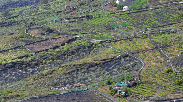 Aerial View Volcanic Vineyards and Wine Production Los Canarios La Palma Canary Islands Spain; Extreme Viticulture Black Ash Pic&oacute;n Soil and Malvas&iacute;a Grapes