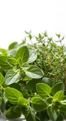 Obraz premium Fresh green oregano and thyme herbs close up on white background, culinary ingredients for healthy cooking and seasoning