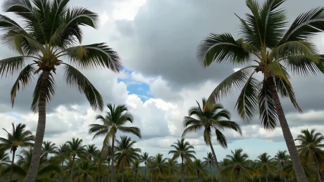 Palm groves in nature, coconut trees against a cloudy sky background