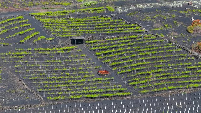 Aerial View Volcanic Vineyards and Wine Production Los Canarios La Palma Canary Islands Spain; Extreme Viticulture Black Ash Pic&oacute;n Soil and Malvas&iacute;a Grapes