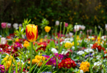 Obraz premium Colourful tulips, photographed in springtime at Victoria Embankment Gardens on the bank of the River Thames in central London, UK.