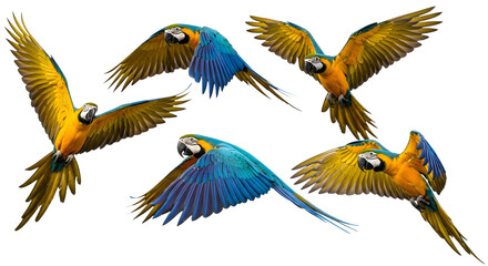 Fototapeta premium Realistic watercolor blue and gold macaw parrots in flight collection, flying tropical birds set isolated on transparent background for exotic nature designs, zoo educational materials