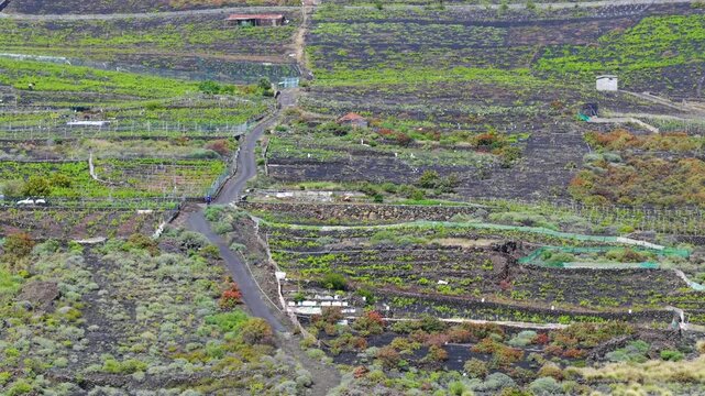 Aerial View Volcanic Vineyards and Wine Production Los Canarios La Palma Canary Islands Spain; Extreme Viticulture Black Ash Pic&oacute;n Soil and Malvas&iacute;a Grapes