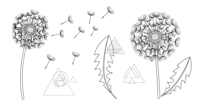 Hand-drawn dandelion flowers with seeds blowing in the wind and leaves.