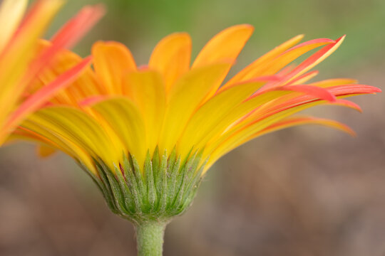 Side view of a Transvaal daisy.