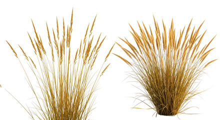 Fototapeta premium Golden Grasses With Airy Seed Heads On A transparent Background