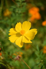 Fototapeta premium yellow star flower in the garden in Thailand 