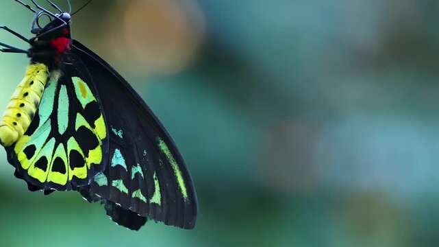 Cairns birdwing butterfly resting on branch in tropical rainforest close up cinematic footage.