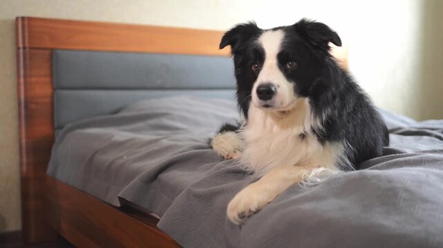 Cute puppy dog border collie lying down playing with funny face on bed at home indoors. Pet dog resting ready to sleep on cozy sofa. Funny emotional dog Love for pets friendship companion pet care