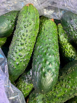 Close-up of fresh pickling cucumbers in plastic bag