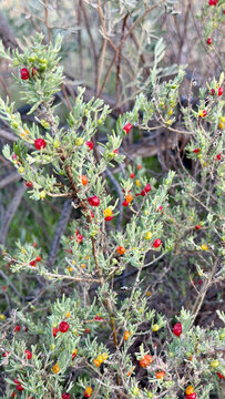 Native Australian shrub Ruby Saltbush (Enchylaena tomentosa) outback 