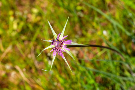 Purple Salsify (Tragopogon porrifolius) Wildflower Blooming in Green Meadow