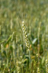 Fototapeta premium Close-up of Green and Golden Wheat (Triticum) Ears in a Summer Field