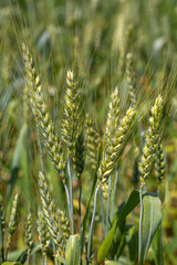 Fototapeta premium Close-up of Green and Golden Wheat (Triticum) Ears in a Summer Field
