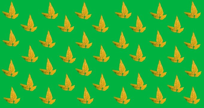Digital animation of multiple autumn maple leaves in seamless pattern against black background
