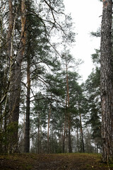 Obraz premium Atmospheric series of tall pine forest captured in soft fog, featuring vertical tree trunks, natural woodland textures, and moody overcast light. Calm outdoor environment with earthy tones, depth, and