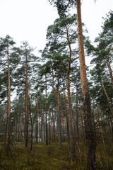Fototapeta premium Atmospheric series of tall pine forest captured in soft fog, featuring vertical tree trunks, natural woodland textures, and moody overcast light. Calm outdoor environment with earthy tones, depth, and