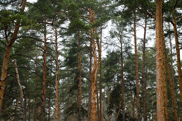 Fototapeta premium Atmospheric series of tall pine forest captured in soft fog, featuring vertical tree trunks, natural woodland textures, and moody overcast light. Calm outdoor environment with earthy tones, depth, and