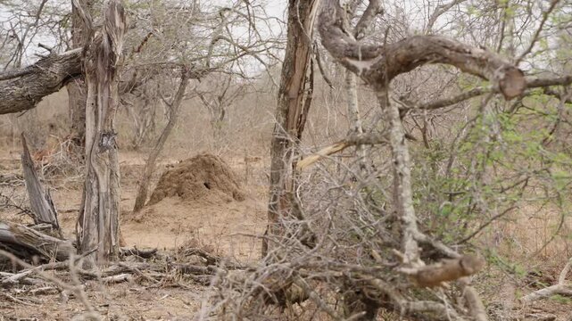 Termite mound in Kruger National Park revealed by slow left pan through dry bushveld trees and scrub, showing arid savanna habitat and natural textures in South Africa.