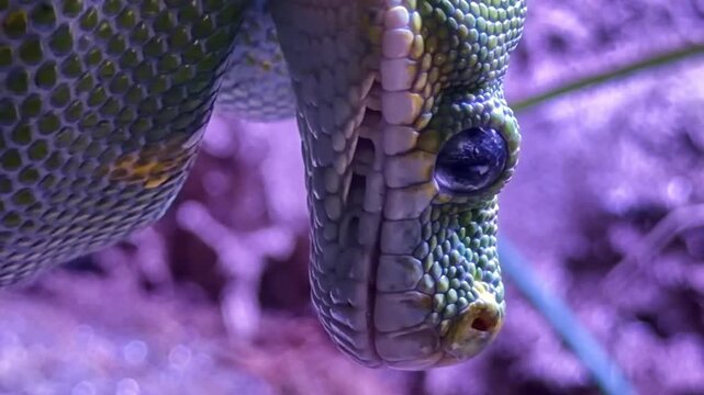 Green python Morelia viridis from family Pythonidae order Squamata class Reptilia showing arboreal predatory behavior with detailed head and scale texture in terrarium habitat, macro close up reveal