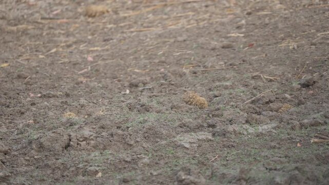 Banded mongooses walk in slow motion across dry savanna soil, moving right and exiting frame in Kruger National Park, South Africa. Wildlife behavior in natural habitat.