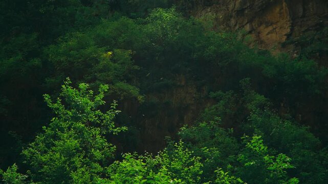 Close up of greenery with tiny insects and sunlit particles creating sparkling bokeh in the air, capturing dreamy light, softness, and natural atmosphere