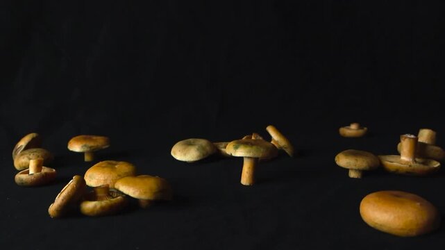 Studio shot of fresh orange milkcap mushrooms, also known as Lactarius deliciosus, sitting on a dark surface while the light source moves, highlighting their unique shapes and textures