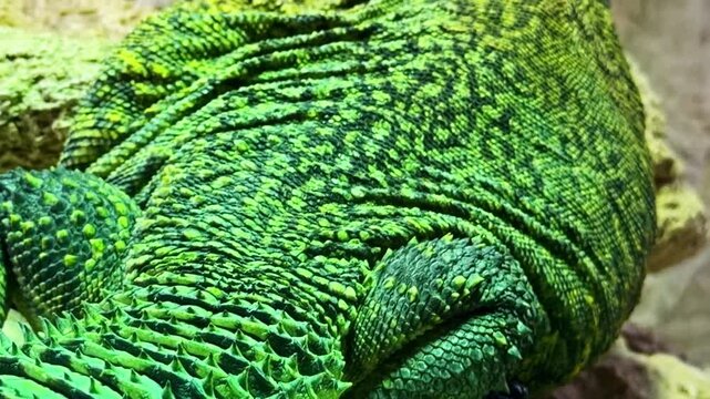 Spiny tailed lizard Uromastyx geyri from family Agamidae order Squamata class Reptilia showing herbivorous behavior and armored scales in arid habitat, pan from tail to head, reveal