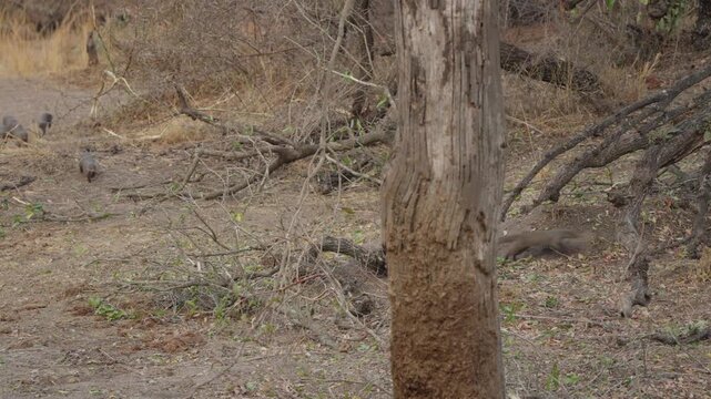 Banded mongoose family running in slow motion across dry bushveld from left to right in Kruger National Park, South Africa. Wildlife group movement in natural habitat.