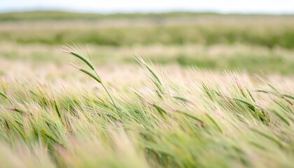 Fototapeta premium Wild Grass Field Wind Motion Soft Background with Blurred Green Textures, Natural Atmospheric Backdrop for Organic Branding, Sustainability Poster, and Serene Nature Web Background