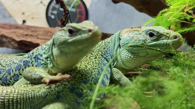 Ocellated lizards Timon lepidus from family Lacertidae resting on moss with textured scales and blue ocelli markings in controlled habitat, static close up shot