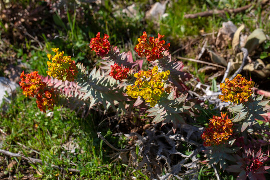 Wild Euphorbia rigida Spurge with Vibrant Red and Orange Bracts in Nature