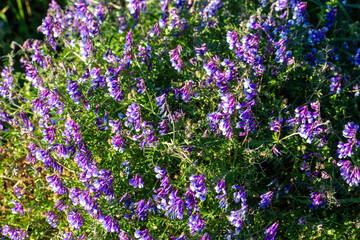 Obraz premium Massive Field of Blooming Purple Hairy Vetch (Vicia villosa) Wildflowers