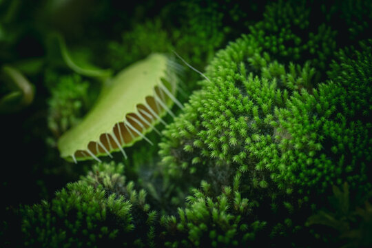 Carnivorous plant trap on textured green moss background. High angle macro shot of Venus flytrap leaf on a thick carpet of green moss.