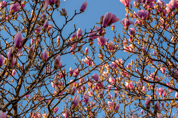 Multiple magnolia tree branches with pink buds in early spring. Wide view of many saucer magnolia branches covered in pink buds against a clear blue sky in botanical garden. © Alisa