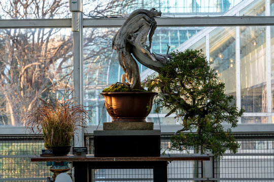 Mature bonsai tree with artistic deadwood jin and shari. Miniature tree with a bleached twisted trunk and green foliage in a ceramic pot by a window.
