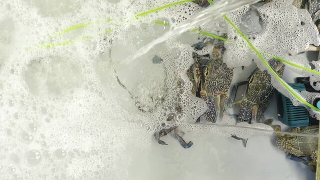 Fresh live blue swimming crabs in a tank with bubbling foamy water and green herbs. Seafood display at a local market or restaurant. Top down view of active crustaceans in oxygenated water basins.