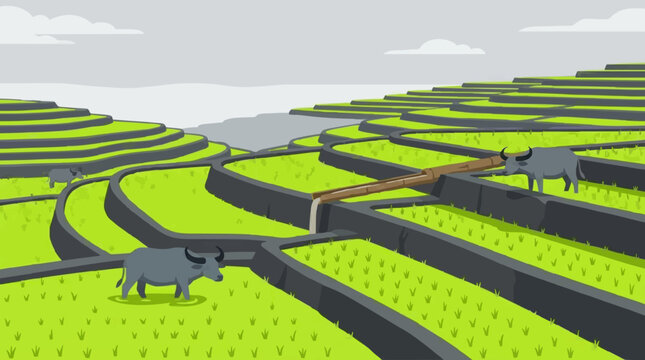 Rice Terraces with Water Buffalo