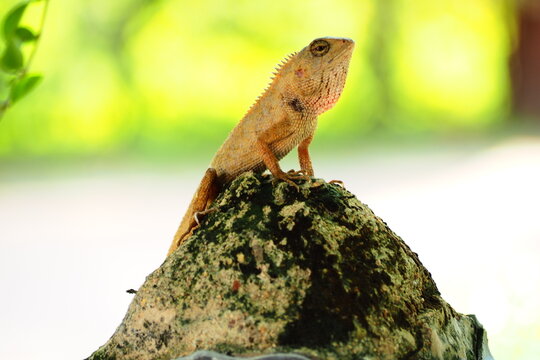 Oriental Garden Lizard Standing on a Mossy Rock with Blurred Green Background.
