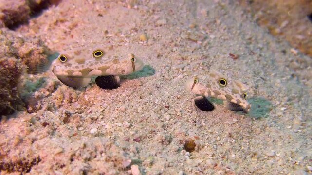 Twinspot Goby Pair Bouncing on Sand and Entering Burrow