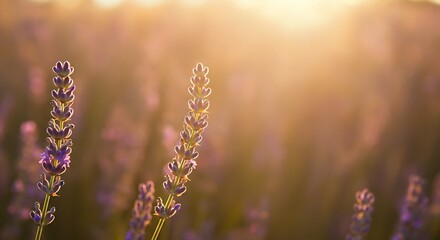 Obraz premium Atmospheric shot of a purple lavender sprig