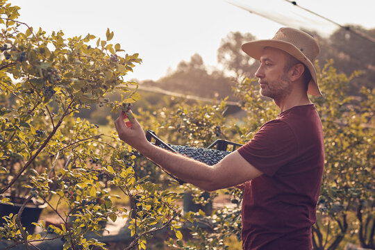 Farmer picking fresh blueberries on a farm.