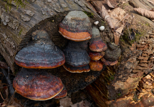 Group of tinder fungus (Fomitopsis pinicola) on a dead tree trunk in the woods.