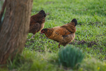 Fototapeta premium Brown hens foraging on green farm grass
