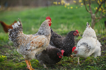 Free-range chickens foraging on green farm grass © Iryna