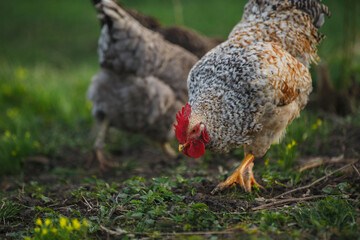 Rooster pecking ground while foraging free range © Iryna