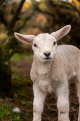 Young lamb portrait in Irish field soft natural light © Jose Raúl Abad Reina